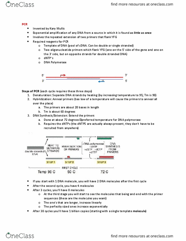 Biochemistry 2280A Lecture Notes - Lecture 29: Kary Mullis, Dna Polymerase, Thymidine Triphosphate thumbnail