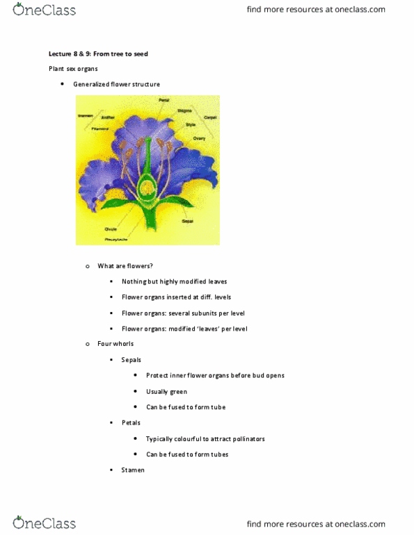 BIOA02H3 Lecture Notes - Lecture 8: Pollination, Stamen, Nectar Robbing thumbnail