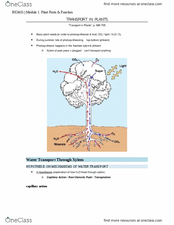 BIOA02H3 Lecture Notes - Lecture 9: Xylem, Photosynthesis, Transpiration thumbnail