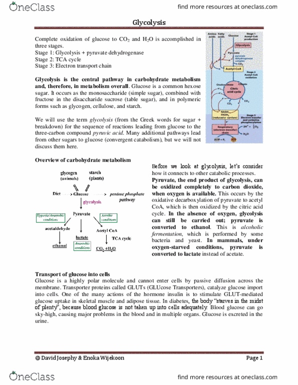 BIOC 2580 Chapter Notes - Chapter 18: Lactate Dehydrogenase, Blood Sugar, Pyruvic Acid thumbnail