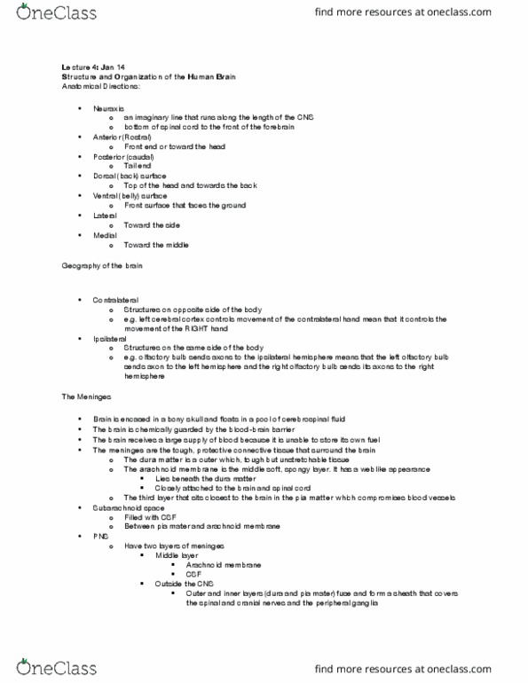 PSYC 211 Lecture Notes - Lecture 7: Olfactory Bulb, Cerebral Cortex, Anatomical Terms Of Location thumbnail