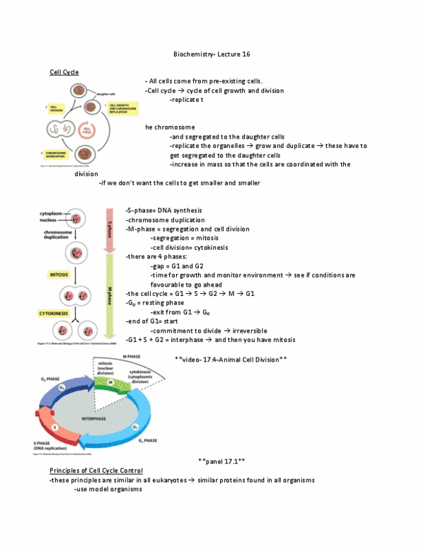 BCHM 2021 Lecture Notes - Lecture 16: Geminin, Ubiquitin Ligase, Cdk Inhibitor thumbnail