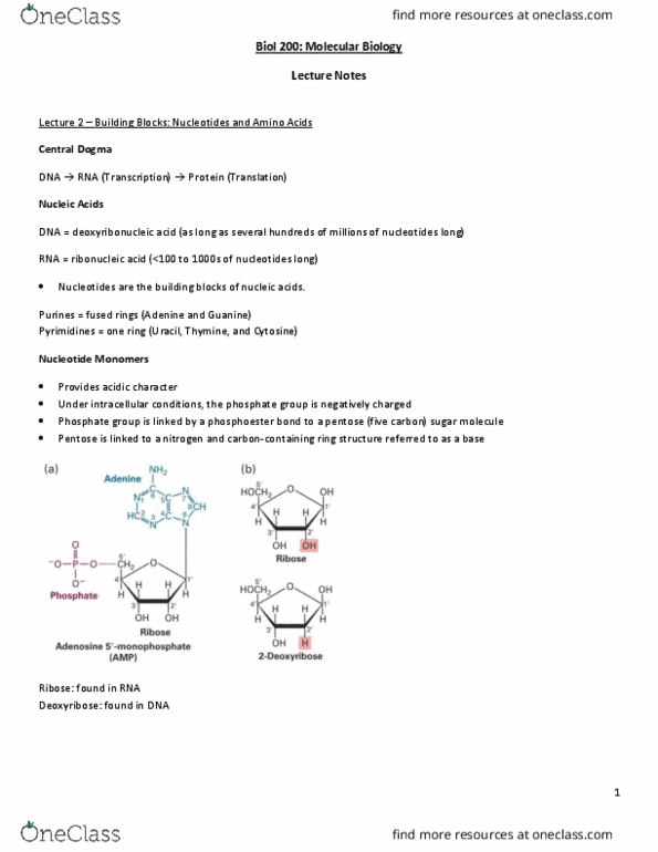 BIOL 200 Lecture Notes - Lecture 1: Arginine, Hydrolysis, Antigen thumbnail