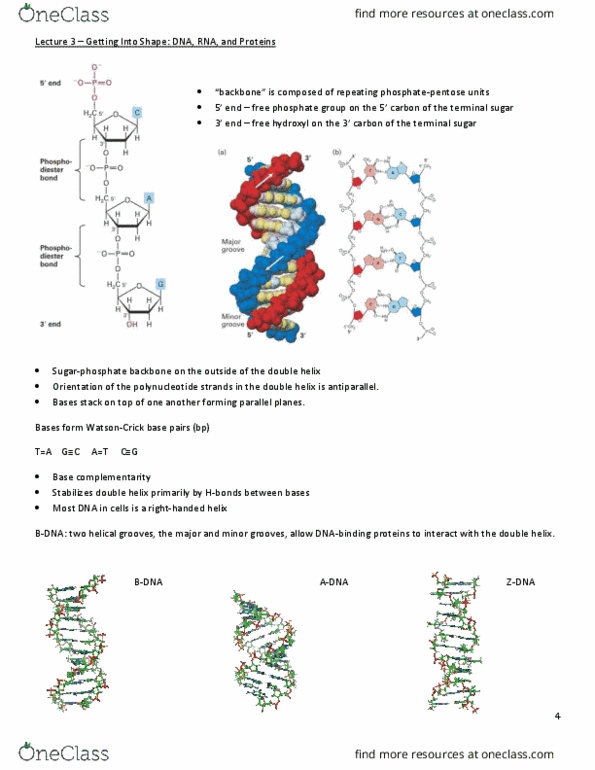 BIOL 200 Lecture Notes - Lecture 2: Non-Coding Rna, 23S Ribosomal Rna, Polyadenylation thumbnail
