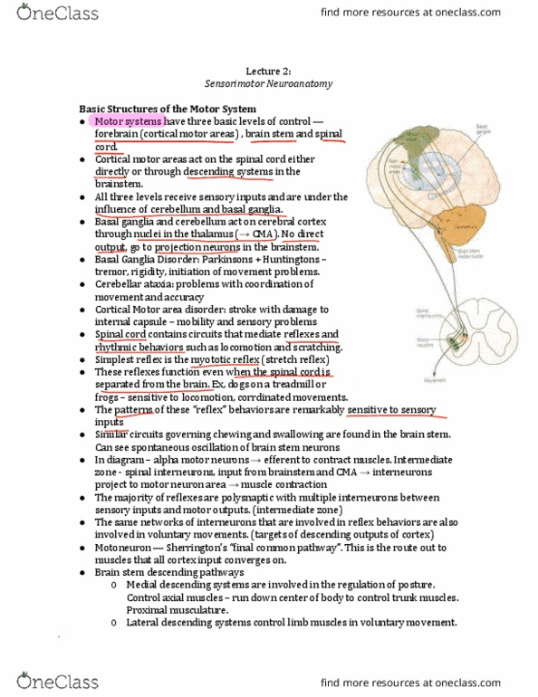 PSYC 427 Lecture Notes - Lecture 2: Cerebellar Ataxia, Alpha Motor Neuron, Basal Ganglia thumbnail