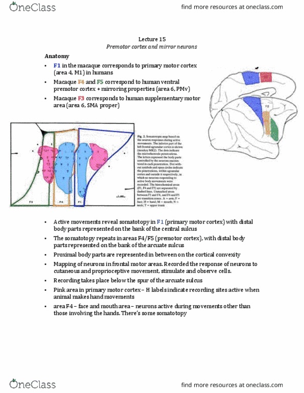 PSYC 427 Lecture Notes - Lecture 15: Supplementary Motor Area, Premotor Cortex, Somatotopic Arrangement thumbnail