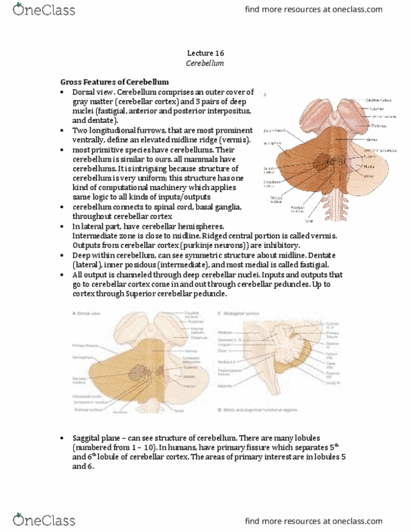 PSYC 427 Lecture Notes - Lecture 16: Superior Cerebellar Peduncle, Cerebellar Peduncle, Pontine Nuclei thumbnail