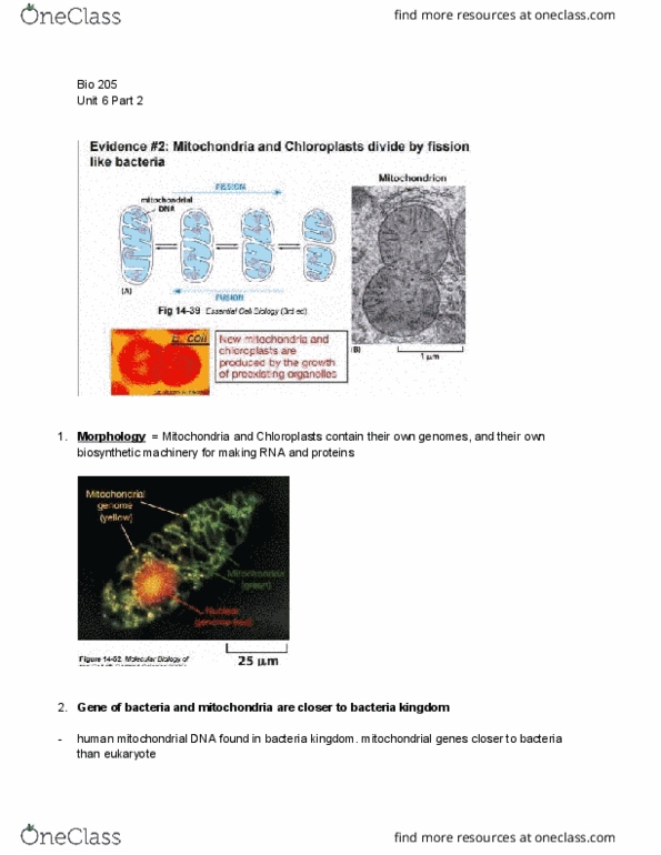 BIOL 205 Lecture Notes - Lecture 33: Chloroplast, Euglena, Cyanobacteria thumbnail