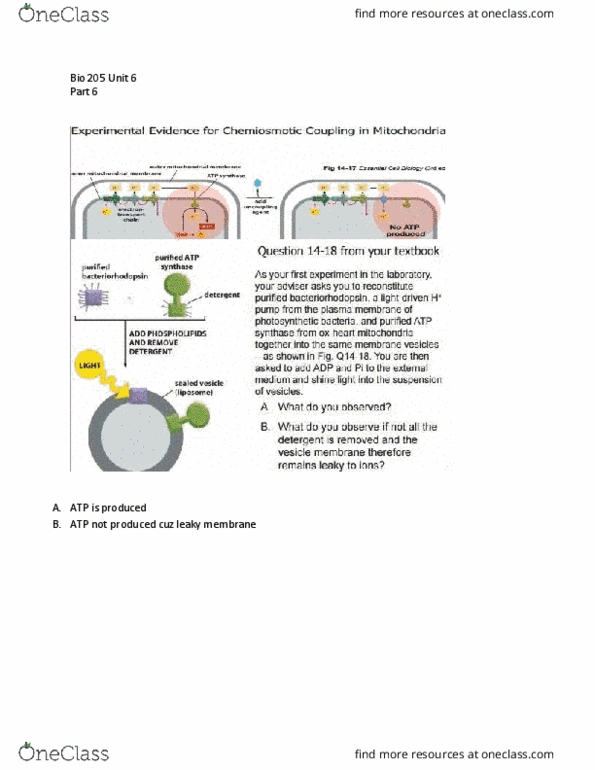 BIOL 205 Lecture Notes - Lecture 33: Chemiosmosis, Bacteriorhodopsin, Electron Transport Chain thumbnail