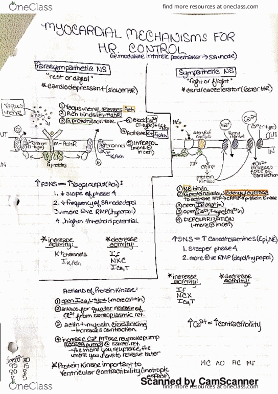 BIOL207 Lecture Notes - Lecture 3: Sinoatrial Node, Atrioventricular Node thumbnail