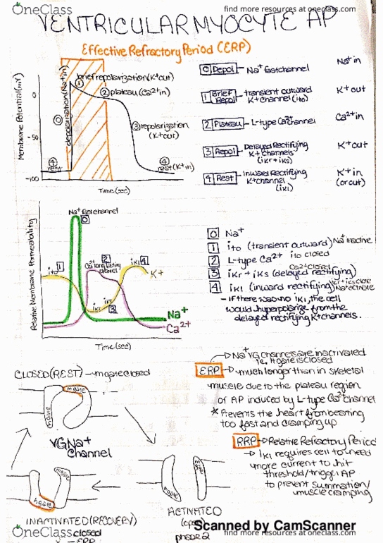 BIOL207 Lecture Notes - Lecture 5: Nodal, Horse Length thumbnail