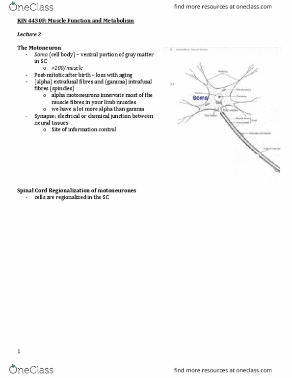 Kinesiology 4430F/G Lecture Notes - Lecture 2: Motor Neuron, Grey Matter, Muscle Tissue thumbnail