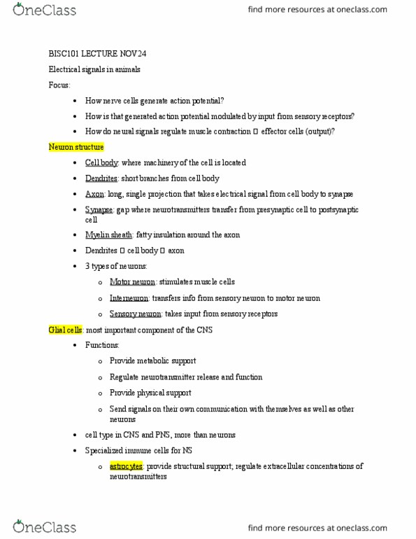 BISC 101 Lecture Notes - Lecture 21: Sensory Neuron, Motor Neuron, Postsynaptic Potential thumbnail