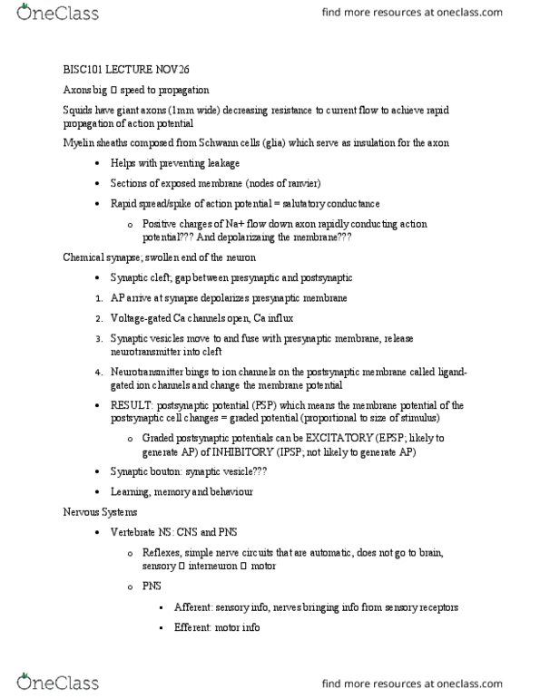 BISC 101 Lecture Notes - Lecture 22: Schwann Cell, Chemical Synapse, Membrane Potential thumbnail