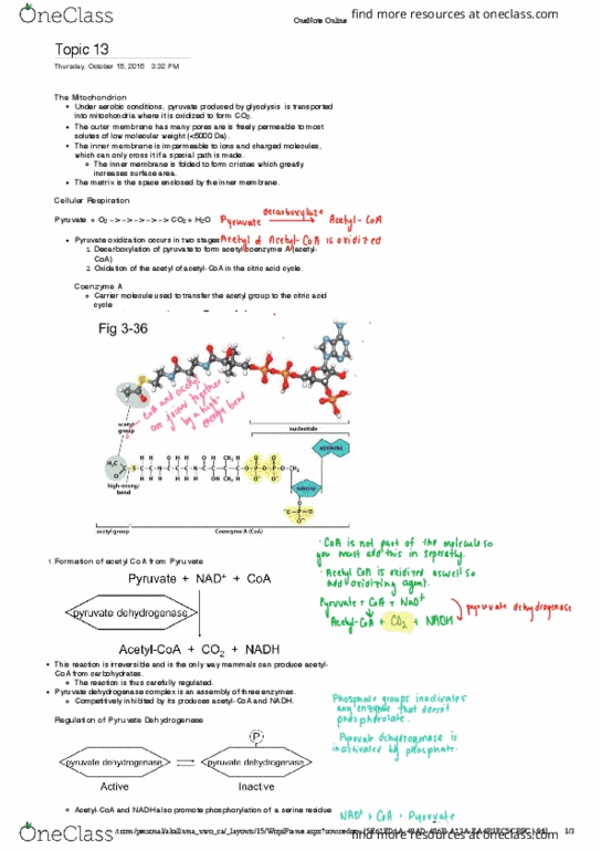 Biochemistry 2288A Lecture Notes - Lecture 13: Pyruvic Acid, Mitochondrion, Microsoft Onenote thumbnail