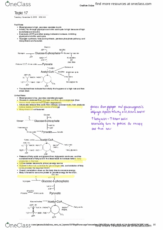 Biochemistry 2288A Lecture Notes - Lecture 17: Glycerol, Pentose, Adipocyte thumbnail