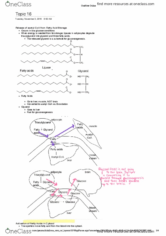 Biochemistry 2288A Lecture Notes - Lecture 16: Sharepoint, Gluconeogenesis, Acetoacetic Acid thumbnail