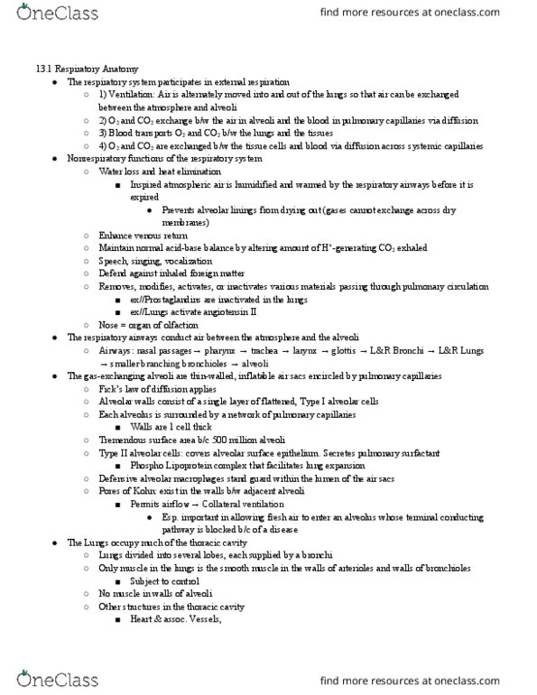 ASCI 438 Chapter Notes - Chapter 13: Ventral Respiratory Group, Cerebral Cortex, Elastin thumbnail