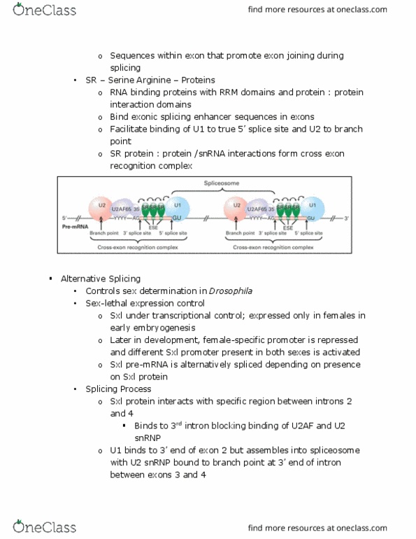 BIOL 200 Lecture Notes - Lecture 9: Spliceosome, Polyadenylation, U2Af2 thumbnail