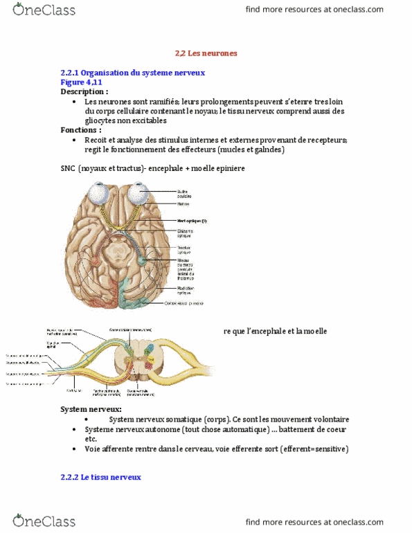 ANP 1505 Lecture Notes - Lecture 5: Embryo, Couleur, Diminution thumbnail