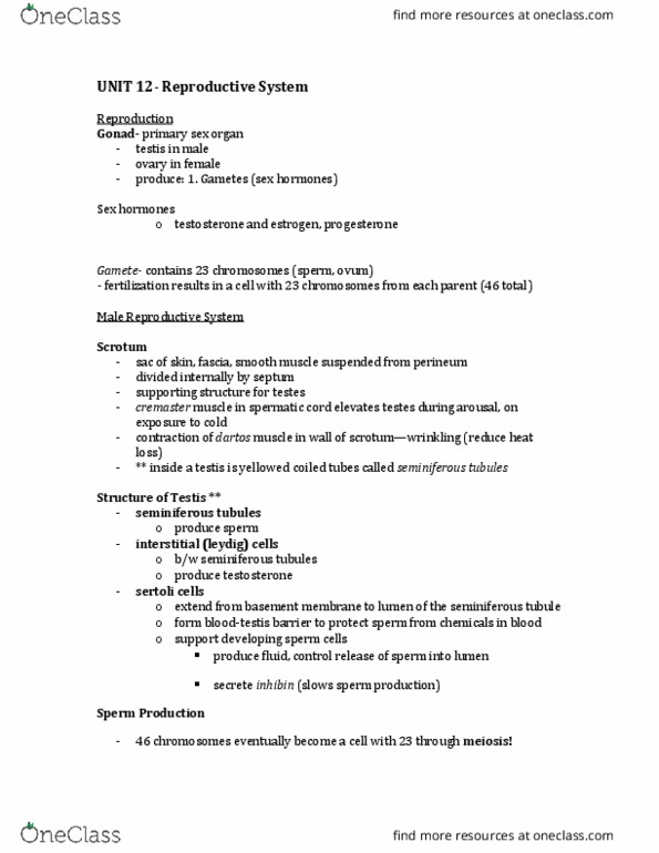 SOCI 113 Lecture Notes - Lecture 12: Oogenesis, Cella, Erectile Tissue thumbnail