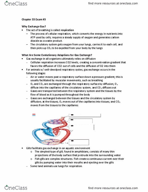 BIOL 1002 Lecture 33: Chapter 33 Exam thumbnail