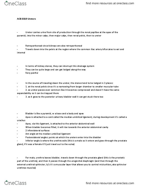 Anatomy and Cell Biology 3319 Lecture Notes - Lecture 8: Median Umbilical Ligament, Abdominal Wall, Urogenital Triangle thumbnail