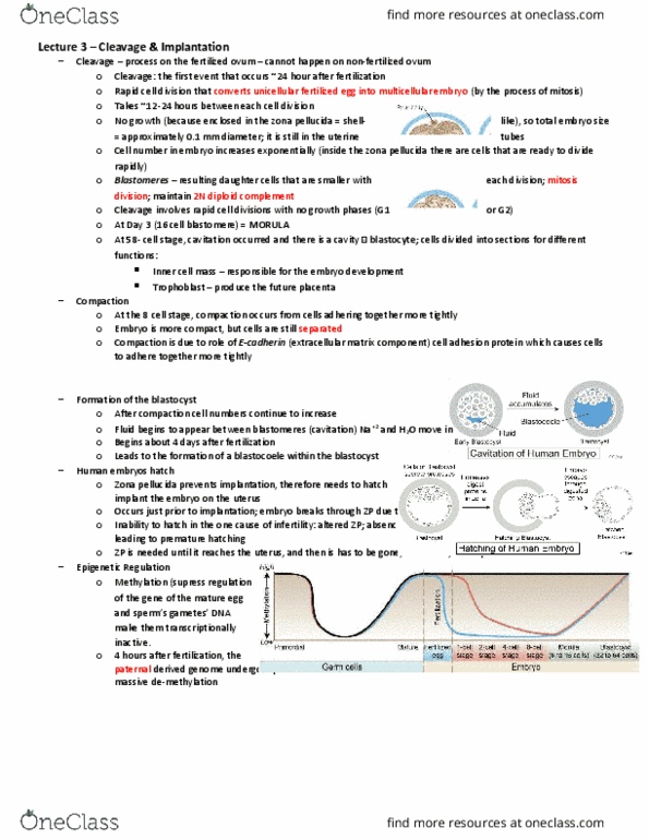 BIO380H5 Lecture Notes - Lecture 3: Methylation, Demethylation, Blastomere thumbnail