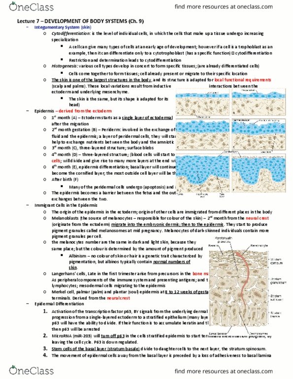 BIO380H5 Lecture Notes - Lecture 7: Immune System, Intervertebral Disc, Fetus thumbnail