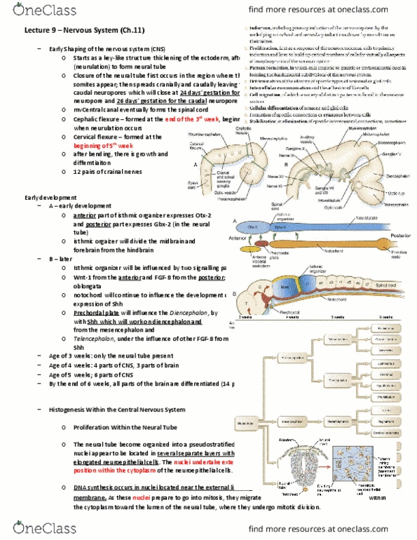 BIO380H5 Lecture Notes - Lecture 9: Progenitor Cell, Anencephaly, Hypothalamus thumbnail