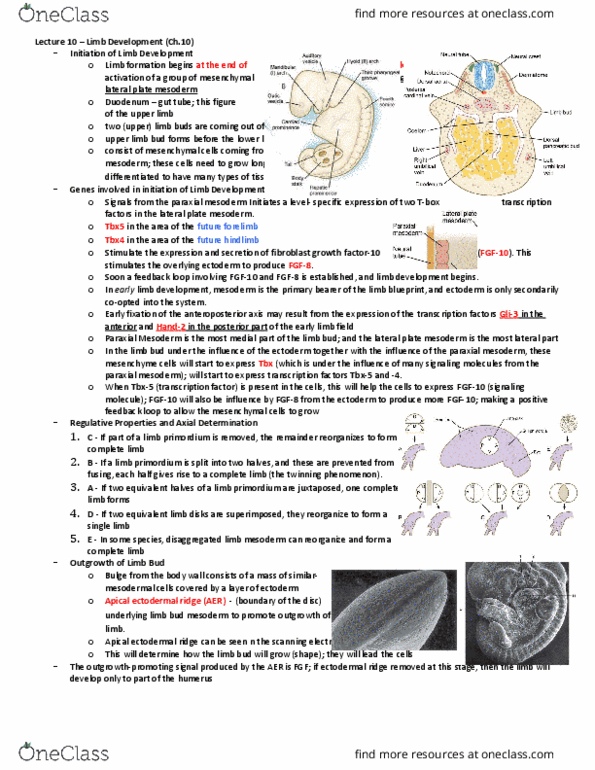 BIO380H5 Lecture Notes - Lecture 10: Melanocyte, Programmed Cell Death, Hoxa11 thumbnail