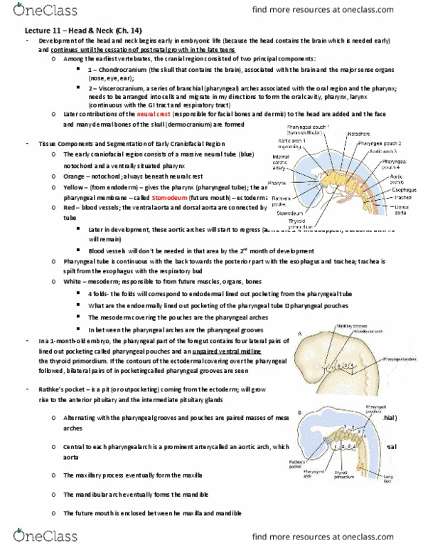 BIO380H5 Lecture 11: Lecture 11 notes – Head and Neck thumbnail