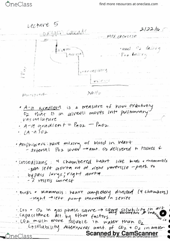 BIO SCI E183 Lecture Notes - Lecture 16: Aorta, Ob River, Viscosity thumbnail