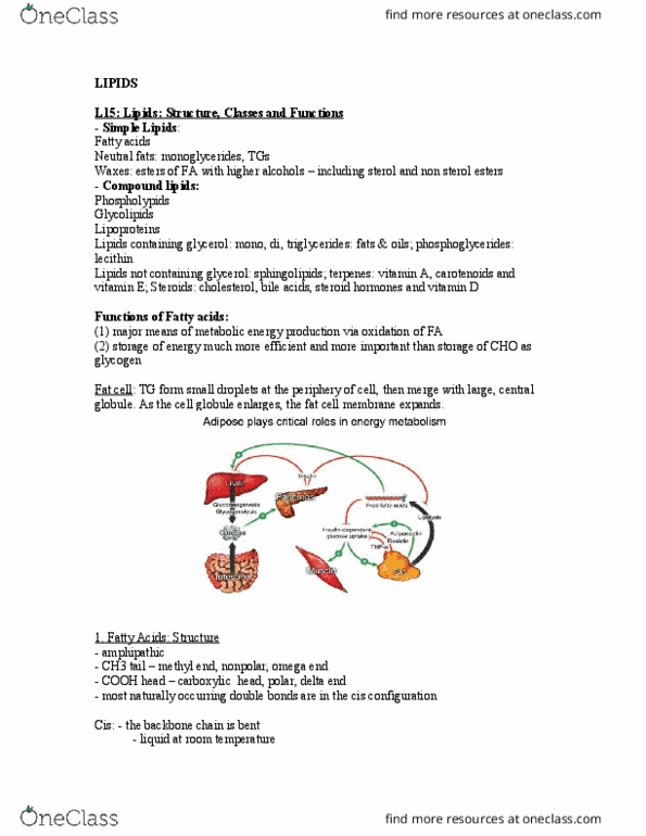 NUTRITN 430 Lecture Notes - Lecture 16: Acetyl-Coa, Phospholipase A2, Hmg-Coa Reductase thumbnail