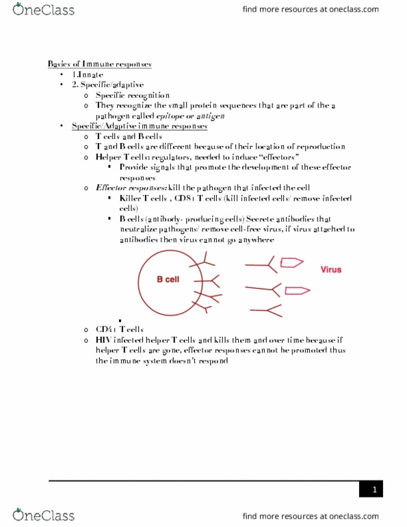 BIO SCI E151 Lecture Notes - Lecture 17: Integrase, Enzyme, B Cell thumbnail