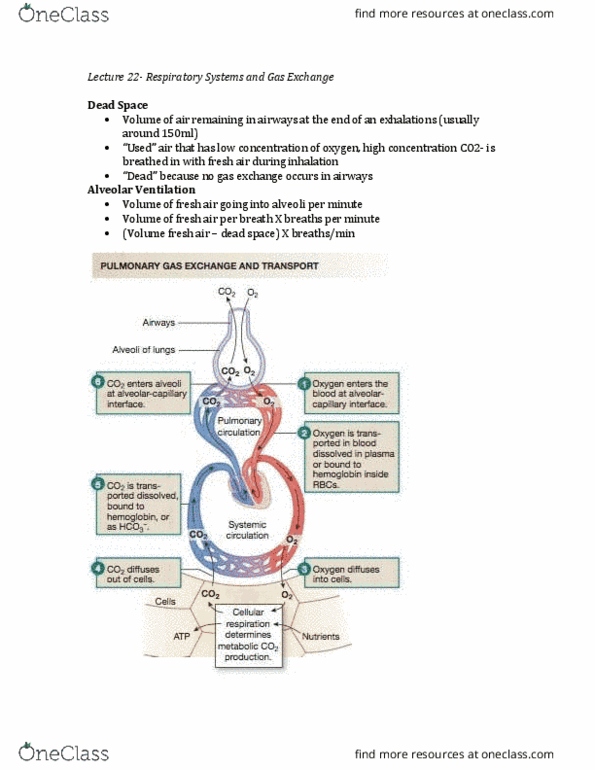 BIO 203 Lecture Notes - Lecture 22: Venous Blood, Circulatory System, Mass Diffusivity thumbnail