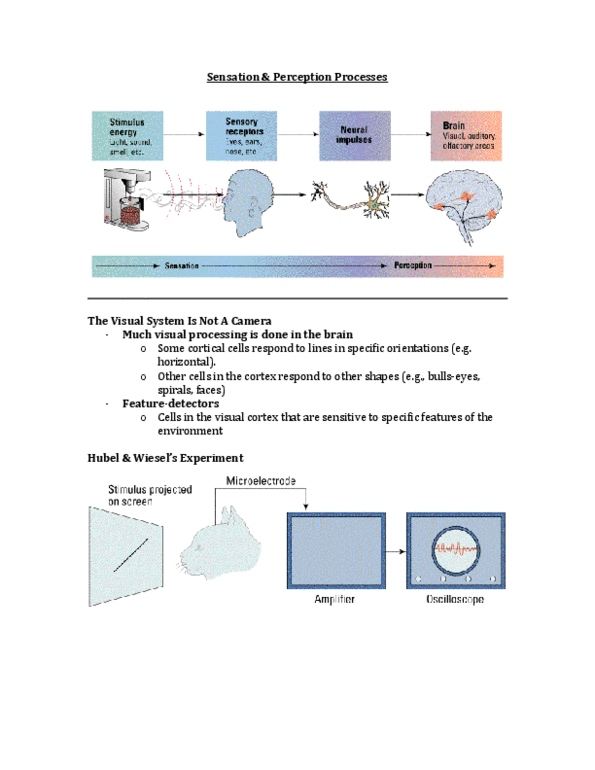 PSY 1101 Lecture Notes - Ames Room, Retina, Moon Illusion thumbnail