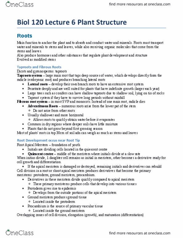 BIOL120 Lecture Notes - Lecture 7: Pith, Endodermis, Casparian Strip thumbnail