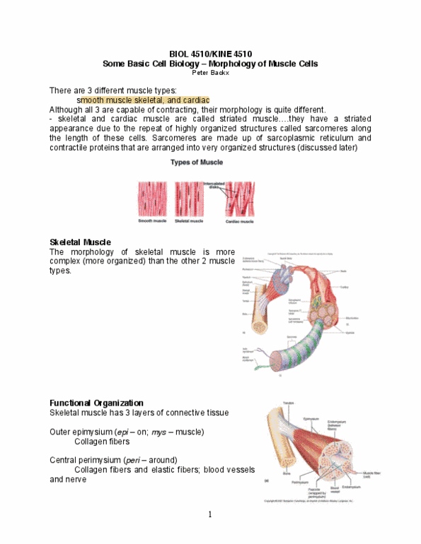 BIOL 4510 Lecture Notes - Lecture 4: Glycogen, Hemoglobin, Autophagy thumbnail