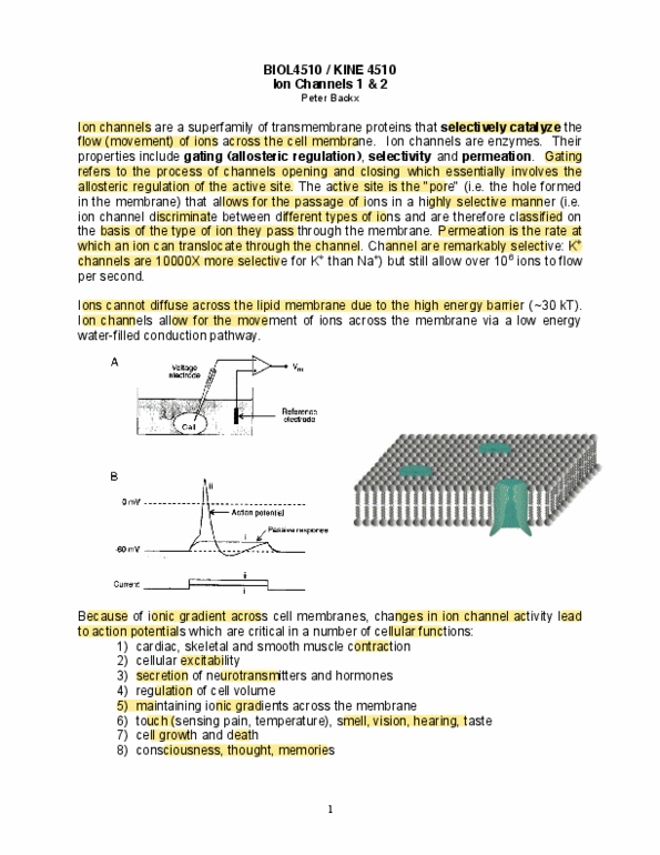 BIOL 4510 Lecture Notes - Diastole, Faraday Constant, Electrochemical Potential thumbnail