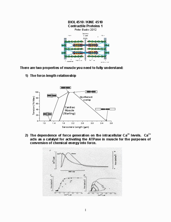 BIOL 4510 Lecture Notes - Lecture 11: Treadmilling, Cytokinesis, Immunoglobulin Superfamily thumbnail