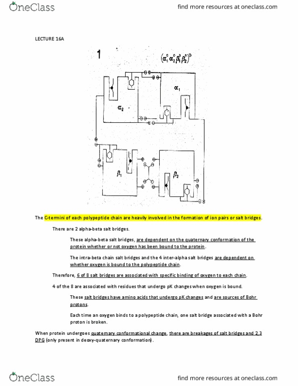 BIO 361 Lecture Notes - Lecture 16: Peptide, Hemoglobin thumbnail