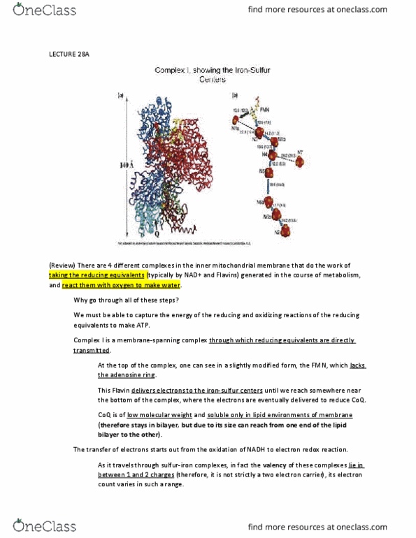 BIO 361 Lecture Notes - Lecture 28: Rieske Protein, Hydroquinone, Coenzyme Q10 thumbnail