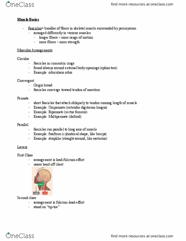 APK 2100C Lecture Notes - Lecture 8: Agonist, Rectus Femoris Muscle, Skeletal Muscle thumbnail