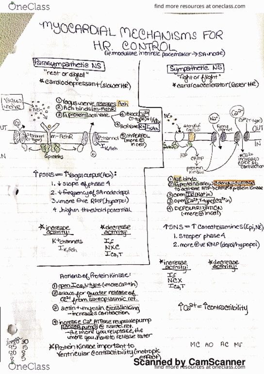 ANAT200 Lecture Notes - Lecture 4: Sodium-Calcium Exchanger, Laminar Flow, Sinoatrial Node thumbnail