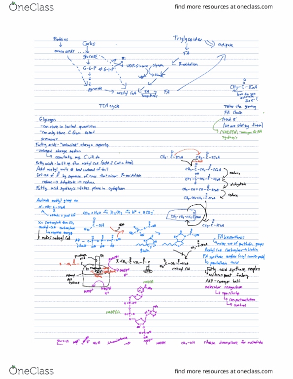 BCHM 2024 Lecture Notes - Lecture 3: Citric Acid Cycle, Synthes, Pentose thumbnail