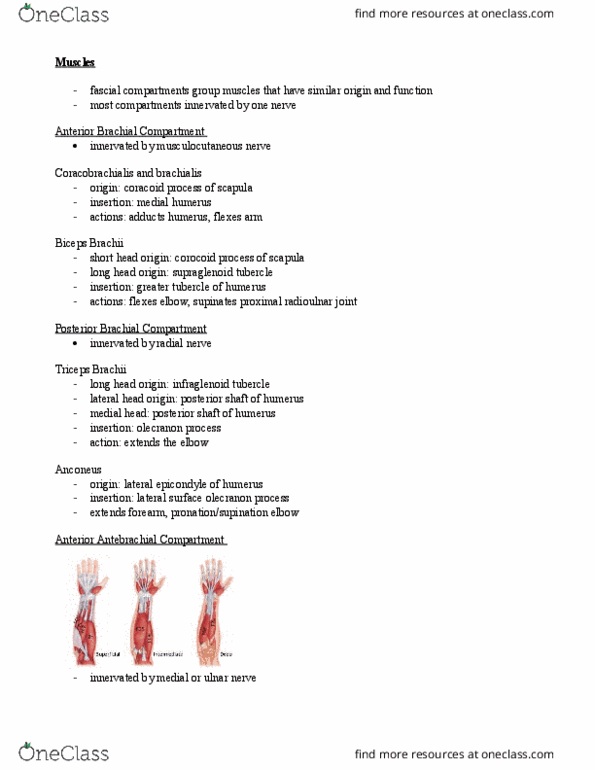 APK 2100C Lecture Notes - Lecture 8: Proximal Radioulnar Articulation, Tuberosity Of The Tibia, Rectus Femoris Muscle thumbnail