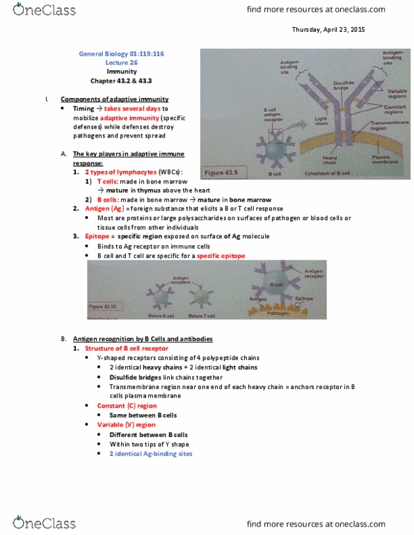 01:119:115 Lecture Notes - Lecture 26: Cytotoxic T Cell, B-Cell Receptor, Antigen-Presenting Cell thumbnail