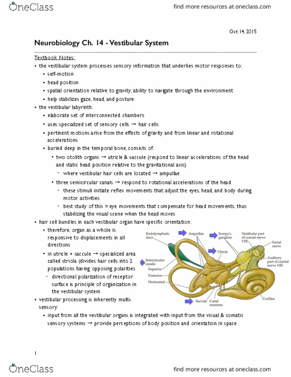 BIOL 3050 Chapter Notes - Chapter 14: Vestibulocochlear Nerve, Endolymphatic Duct, Semicircular Canals thumbnail