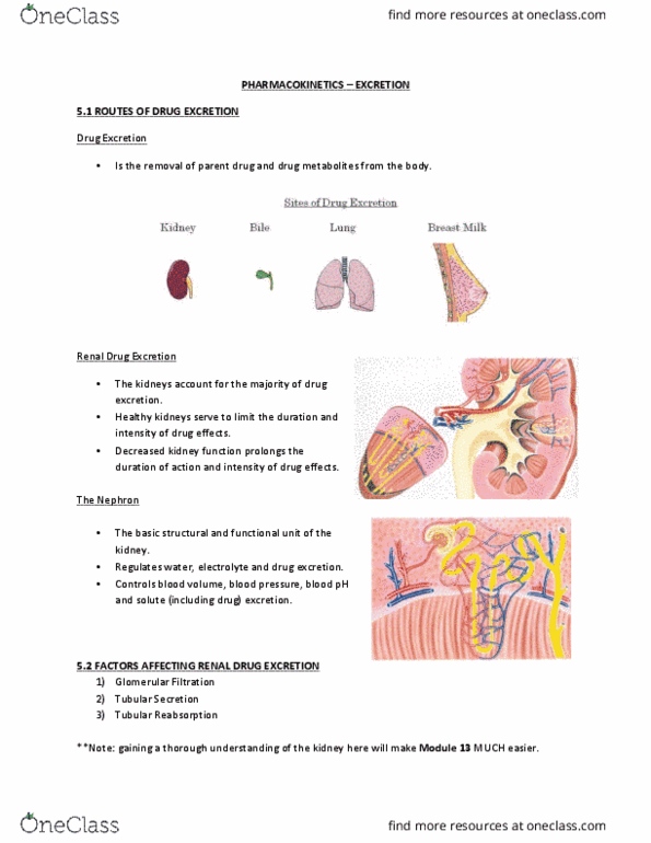 Pharmacology 2060A/B Lecture Notes - Lecture 5: Reabsorption, Glucuronidation, Amphiphile thumbnail